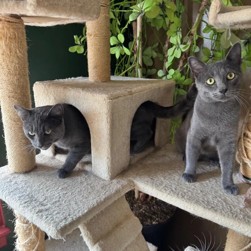 Baloo & Mowgli