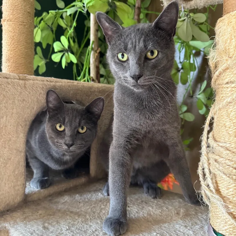 Baloo & Mowgli thumbnail 2