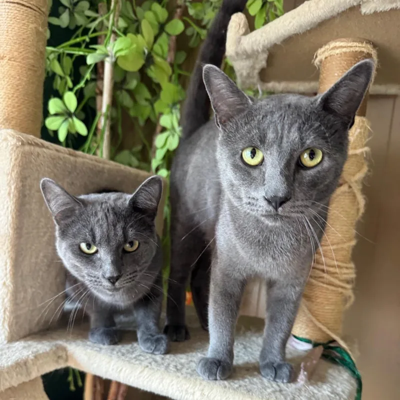 Baloo & Mowgli thumbnail 3