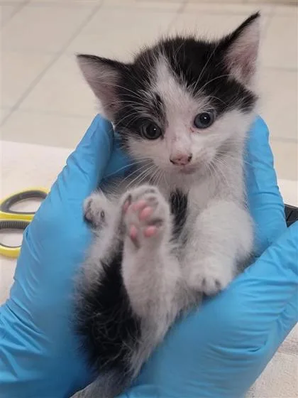 A baby small-sized male Domestic Short Hair cat named Branch for adoption in Largo, FL