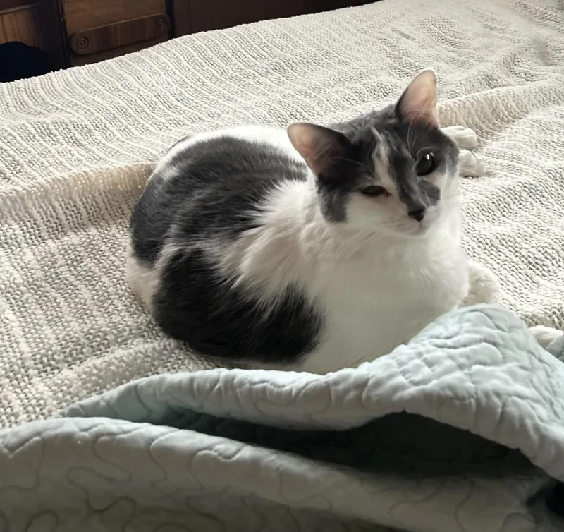 A young medium-sized female Domestic Short Hair cat named Willow for adoption in Thayne, WY