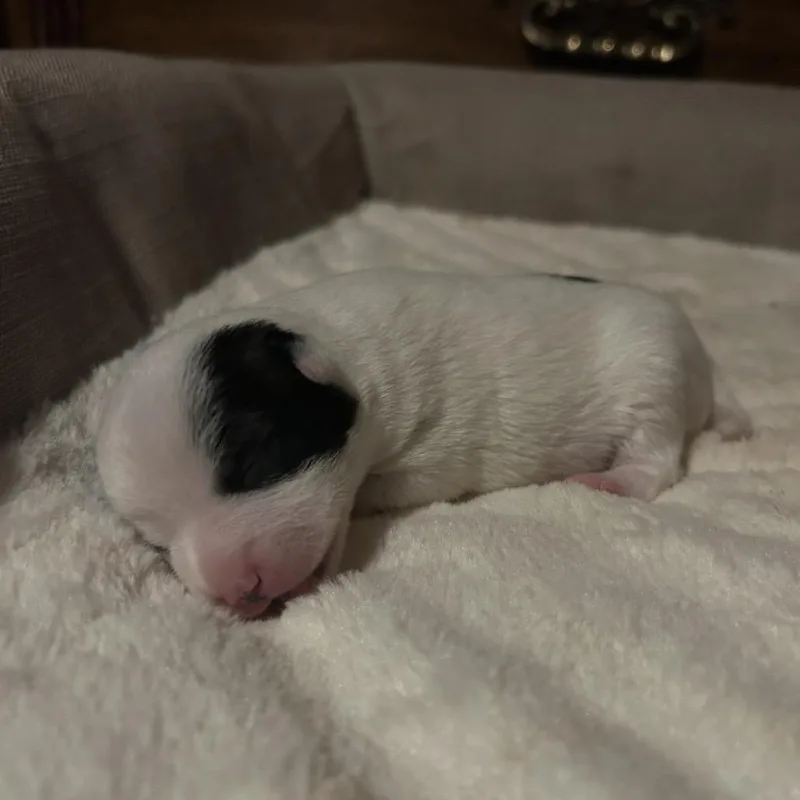 A baby small-sized female Chihuahua dog named Moon for adoption in Ferndale, WA