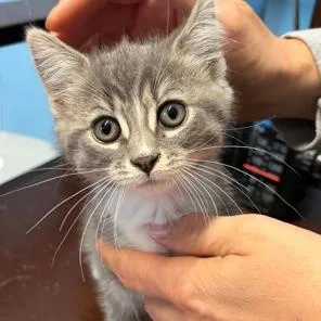 A baby medium-sized female Gray & White Domestic Short Hair cat named Jazzy for adoption in Kenhorst, PA