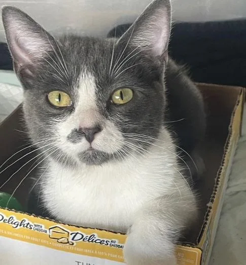 Super Manx Bros  thumbnail 2