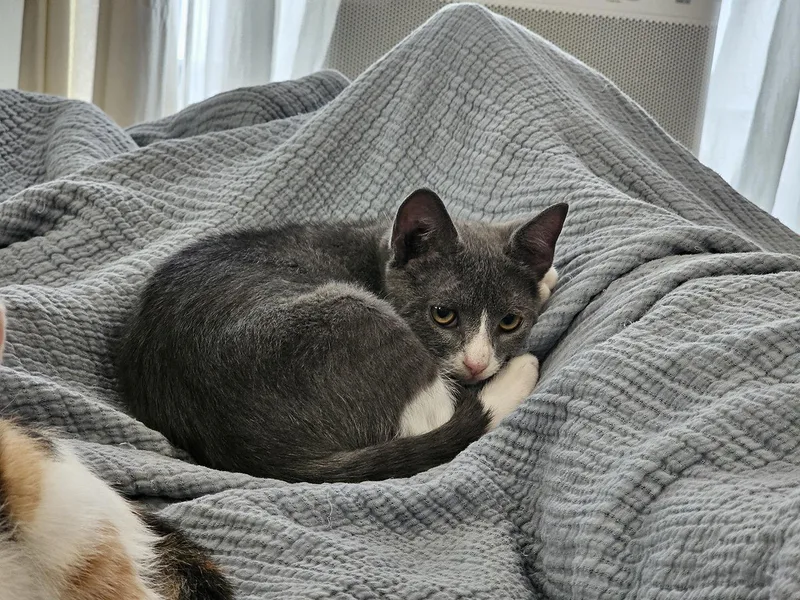 A baby medium-sized male Black & White / Tuxedo Domestic Short Hair cat named Furic Mane for adoption in Philadelphia, PA