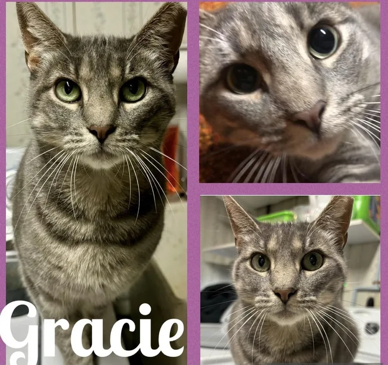 Gracie
