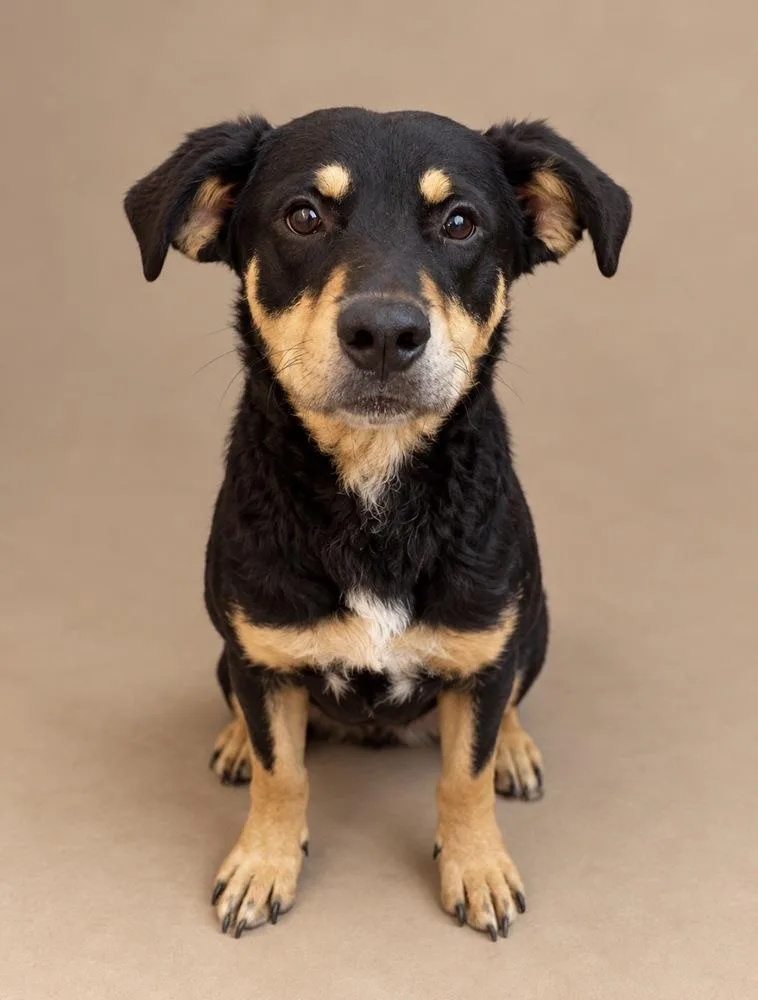 A young medium-sized female Brown / Chocolate Mixed Breed dog named Ruby for adoption in Statesboro, GA