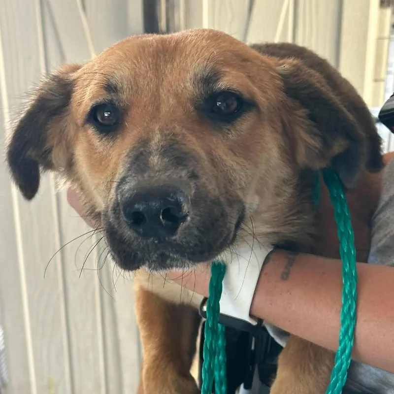 A young medium-sized male Shepherd dog named Charlie for adoption in Bastrop, TX