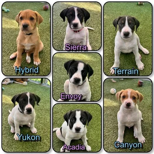 Denali Litter  Puppies