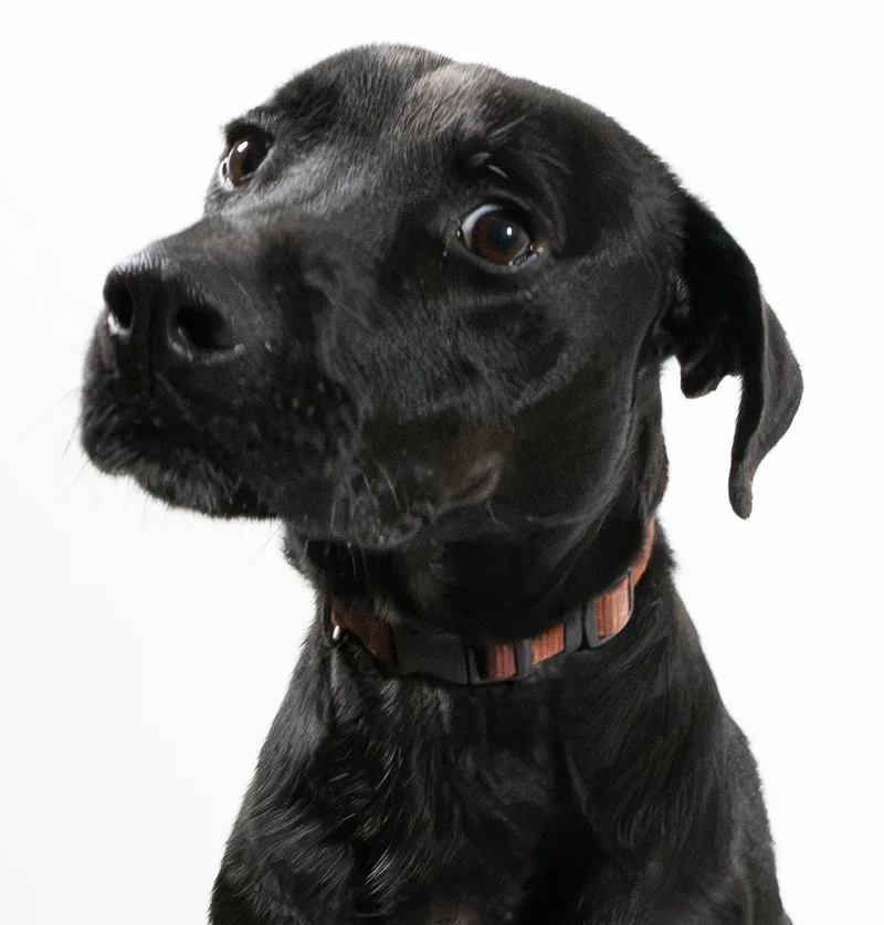 An adult medium-sized male Black Australian Cattle Dog / Blue Heeler named Kobie for adoption in Harvey , LA
