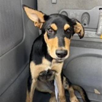 A baby medium-sized male Black German Shepherd Dog dog named Cohen for adoption in Hawthorne, CA