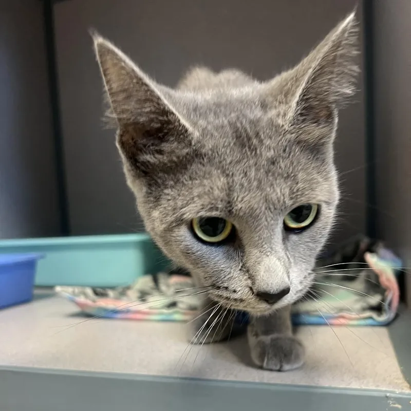 An adult medium-sized female Gray / Blue / Silver Domestic Short Hair cat named Stormie for adoption in Cedar Rapids, IA