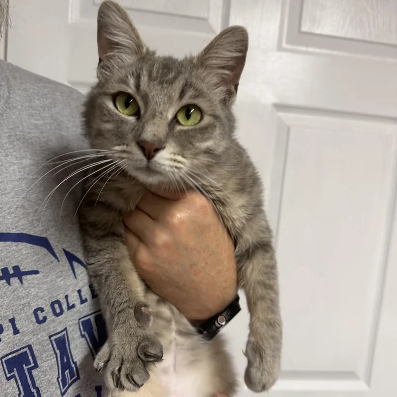 A young small-sized male Domestic Short Hair cat named Nickel for adoption in Fairfax, VA