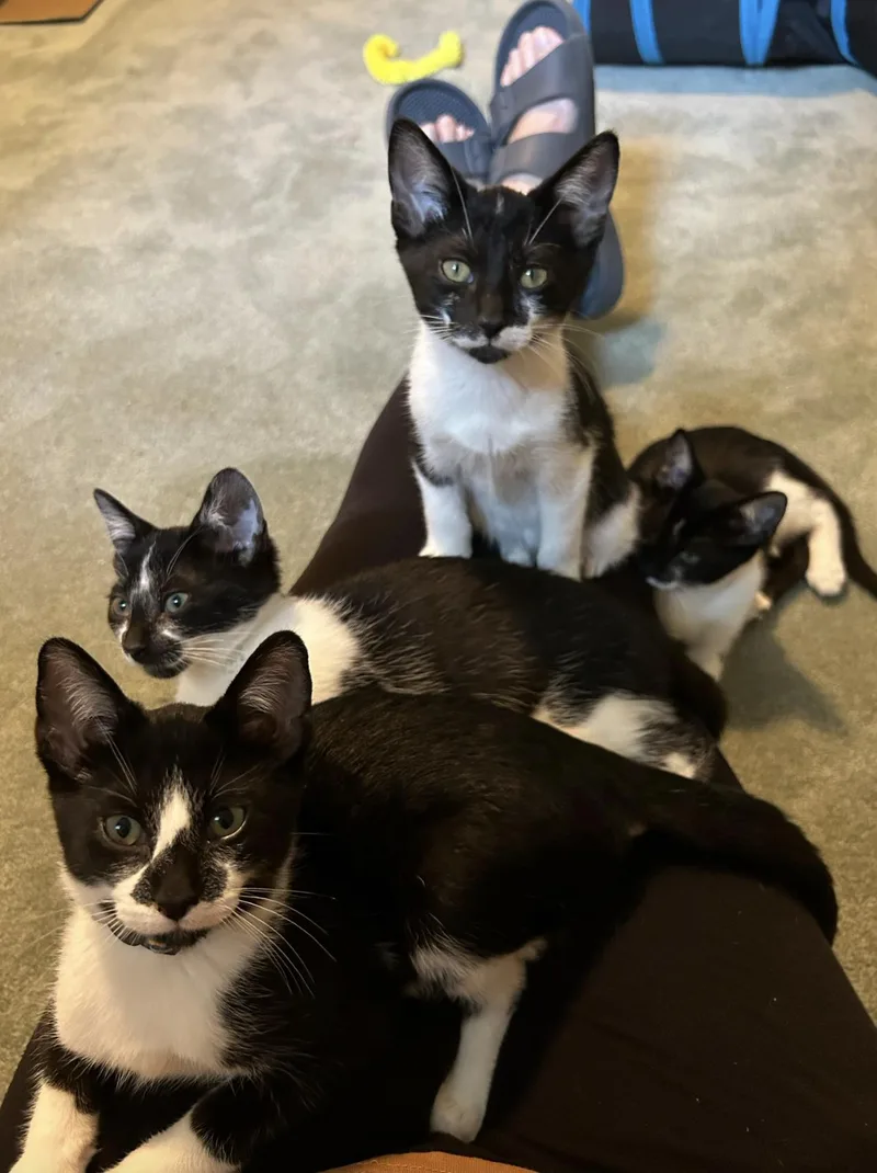 A baby medium-sized male Black & White / Tuxedo Domestic Short Hair cat named Holstein for adoption in Wheaton, IL
