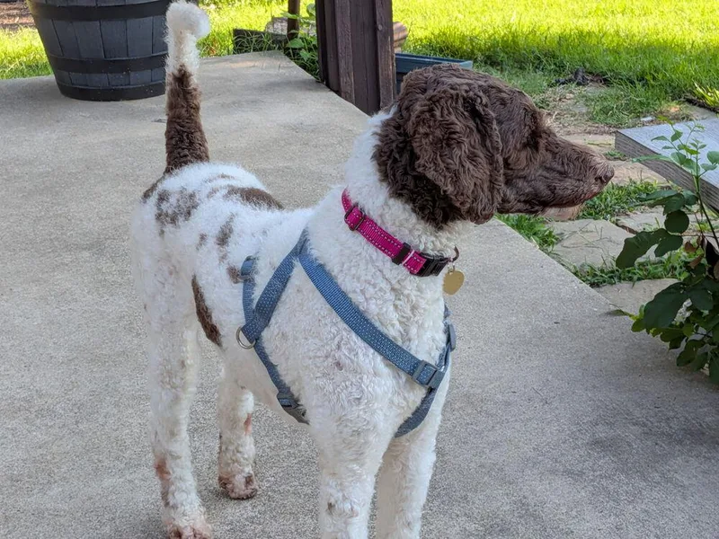 A young medium-sized female German Shorthaired Pointer dog named Junebug for adoption in Richardson, TX