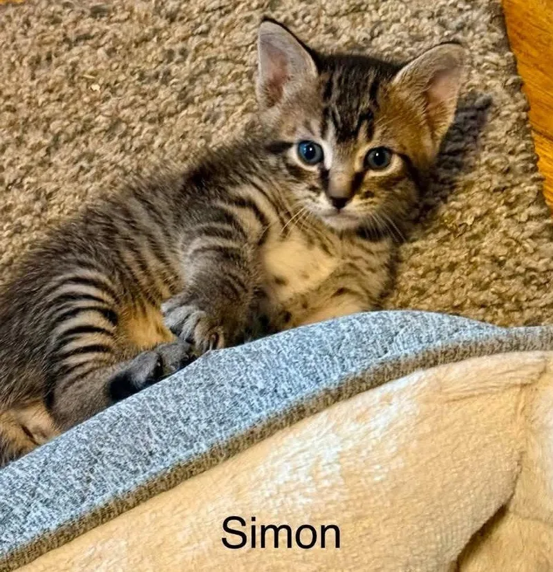 Simon C Weaver thumbnail 3