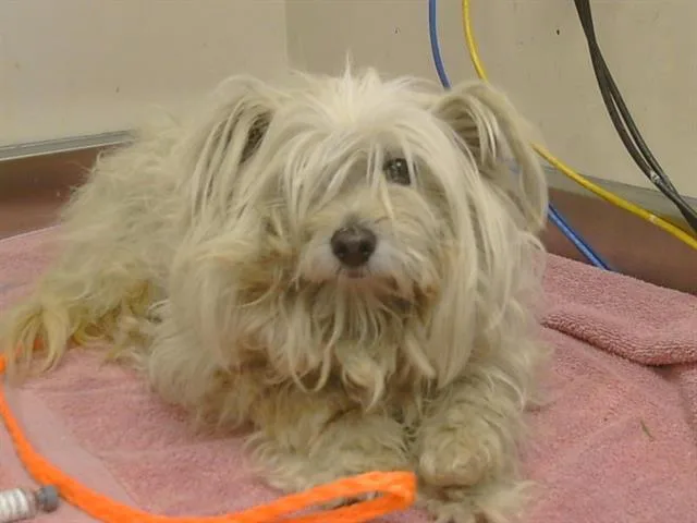 An adult small-sized female Havanese dog named Vera for adoption in Sacramento, CA