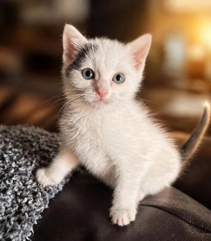A young medium-sized male Black & White / Tuxedo Domestic Short Hair cat named Rhett for adoption in Knoxville, TN