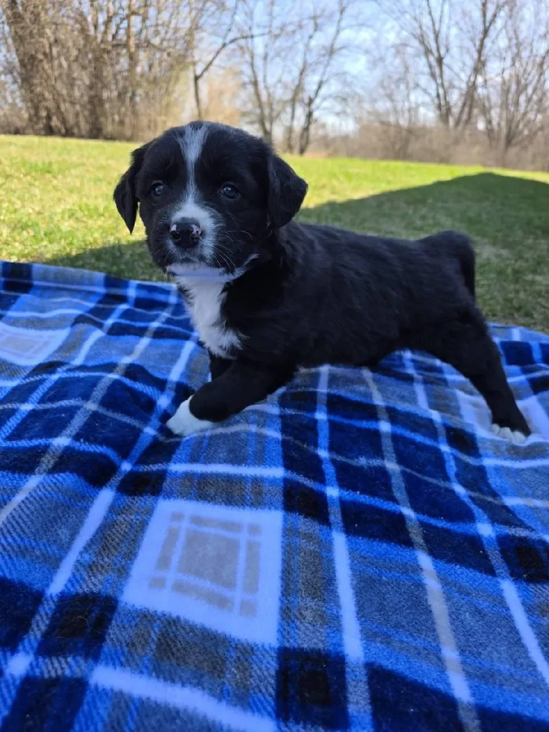 A baby large-sized male White / Cream Australian Shepherd dog named Dougie for adoption in Orland Park, IL