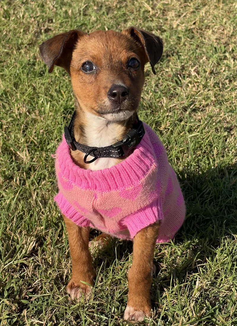 A baby medium-sized female Brown / Chocolate Mixed Breed dog named Nutmeg for adoption in Mount Pleasant, SC