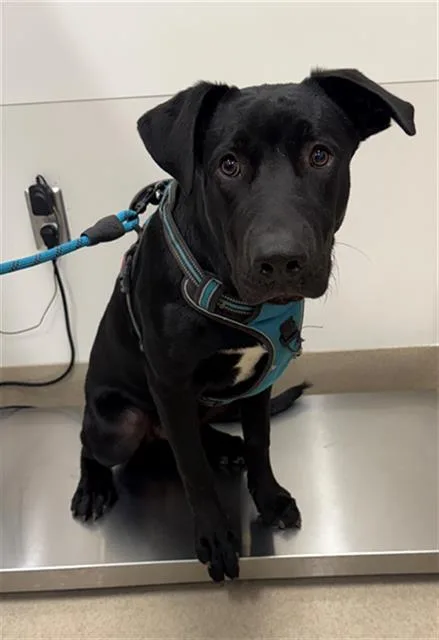 A baby large-sized male German Shepherd Dog dog named Loki for adoption in Baytown, TX