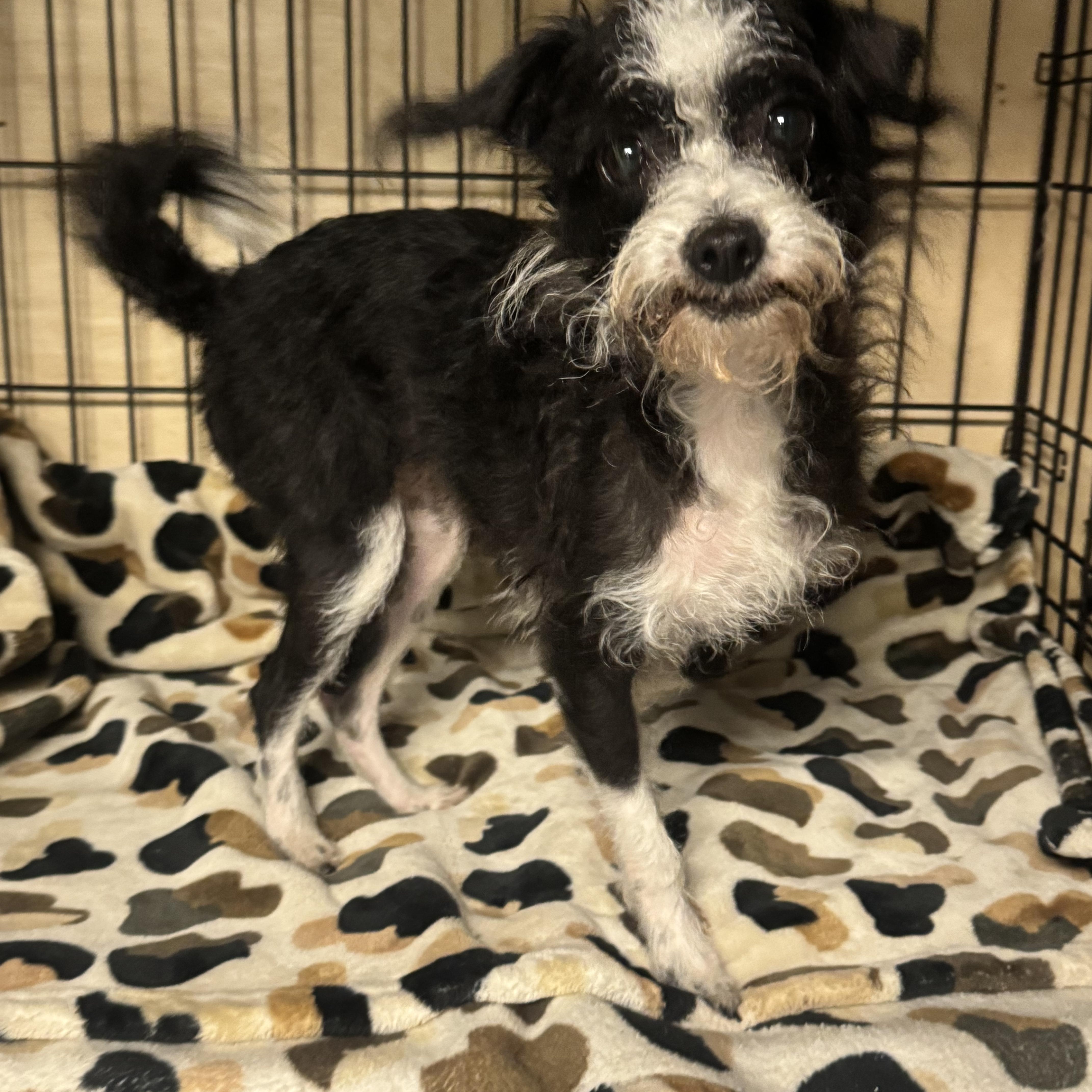 A young small-sized female Black Poodle dog named Lil Bit for adoption in Fredericksburg, VA
