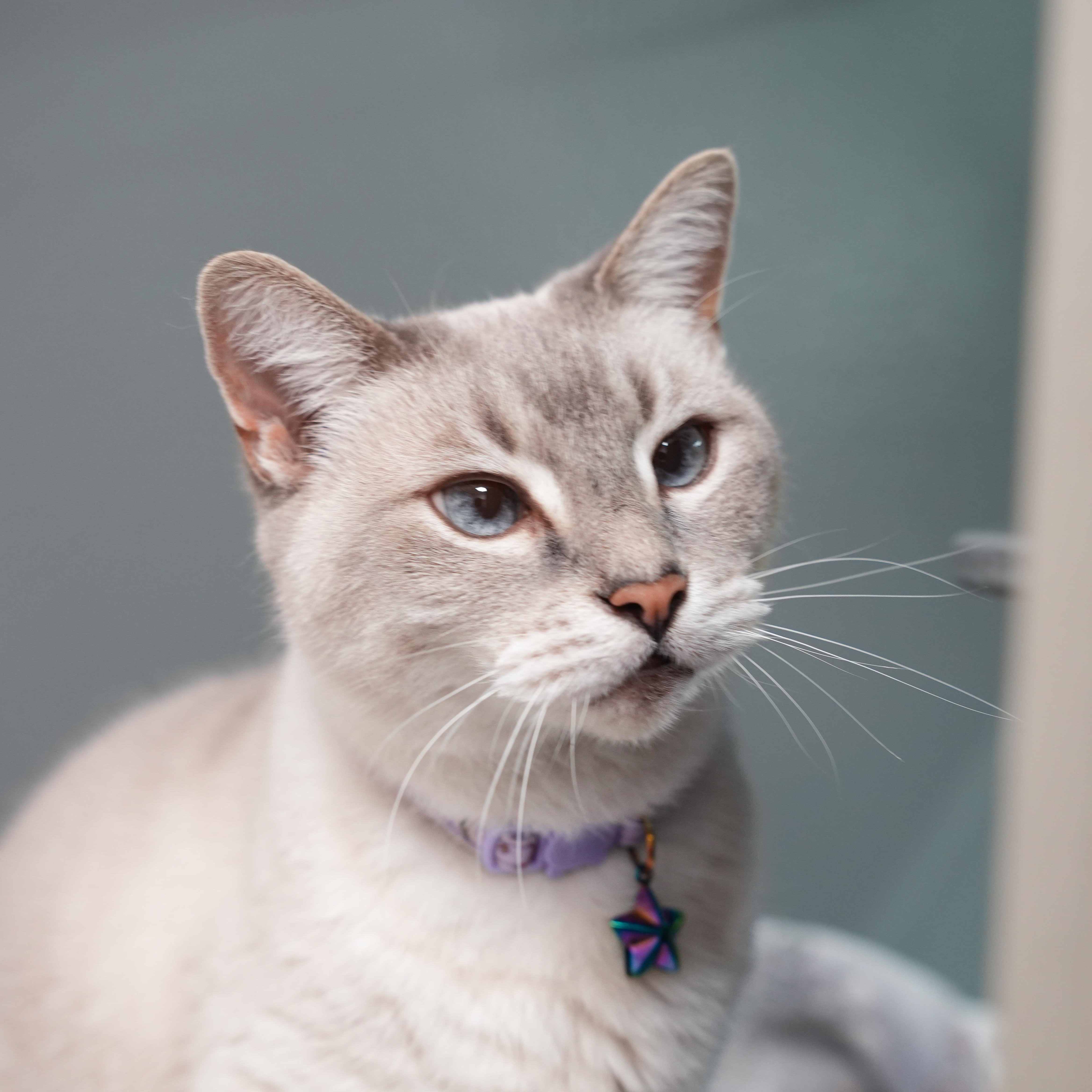 An adult medium-sized female Siamese cat named Willow for adoption in Dalton, GA
