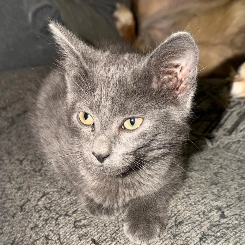 A baby small-sized male Gray / Blue / Silver Domestic Short Hair cat named A&C: Ash for adoption in Falls Church, VA