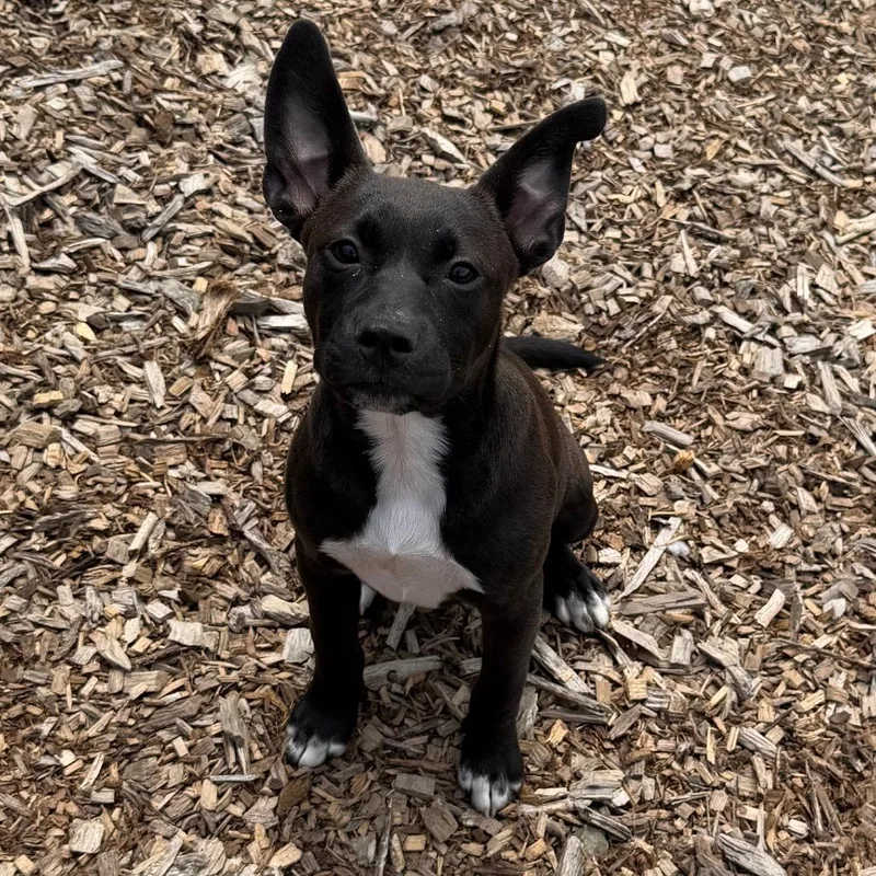A baby medium-sized female Black Mixed Breed dog named Winky for adoption in Wappingers Falls, NY