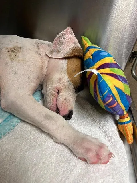 A baby small-sized female Hound dog named Penelope Rain for adoption in New Braunfels, TX