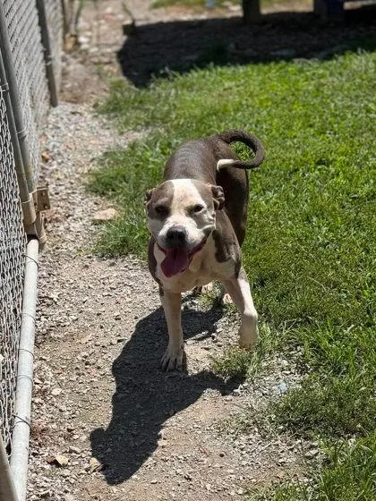 An adult medium-sized female Gray / Blue / Silver Mixed Breed dog named Emmy for adoption in Leitchfield, KY