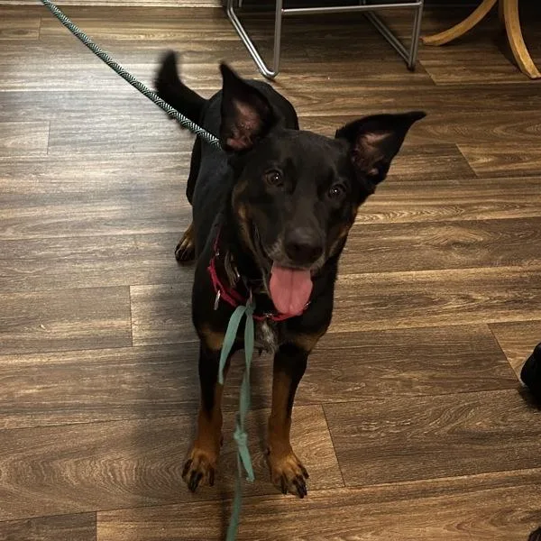 An adult medium-sized female Australian Shepherd dog named Kori for adoption in El Cajon, CA