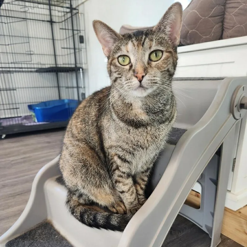 A senior medium-sized female Domestic Short Hair cat named Charlotte for adoption in Foley, AL