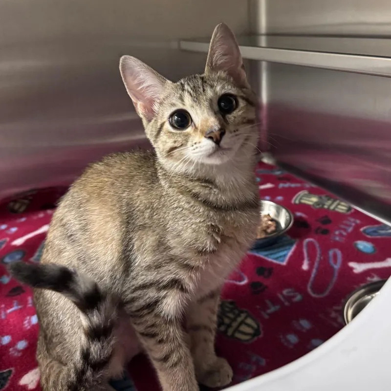 A baby small-sized female Domestic Short Hair cat named Nila for adoption in Middleburg, FL