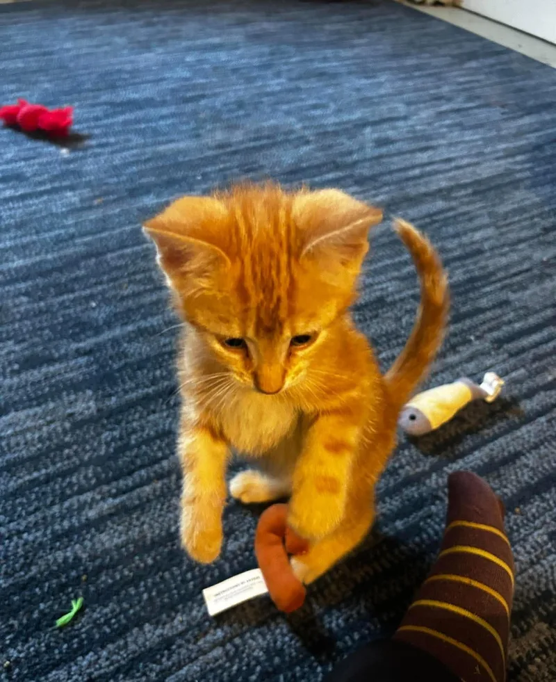 A baby small-sized male Orange / Red Domestic Short Hair cat named Sherbet for adoption in Bloomsdale, MO