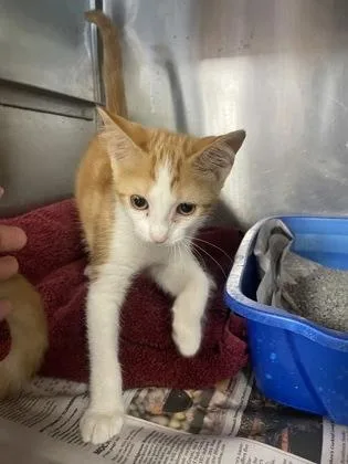 A baby small-sized female Domestic Short Hair cat named Cranberry for adoption in Houston, TX