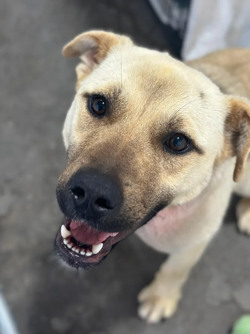 A young large-sized female Apricot / Beige Anatolian Shepherd dog named Lil Lady for adoption in Billings, MT