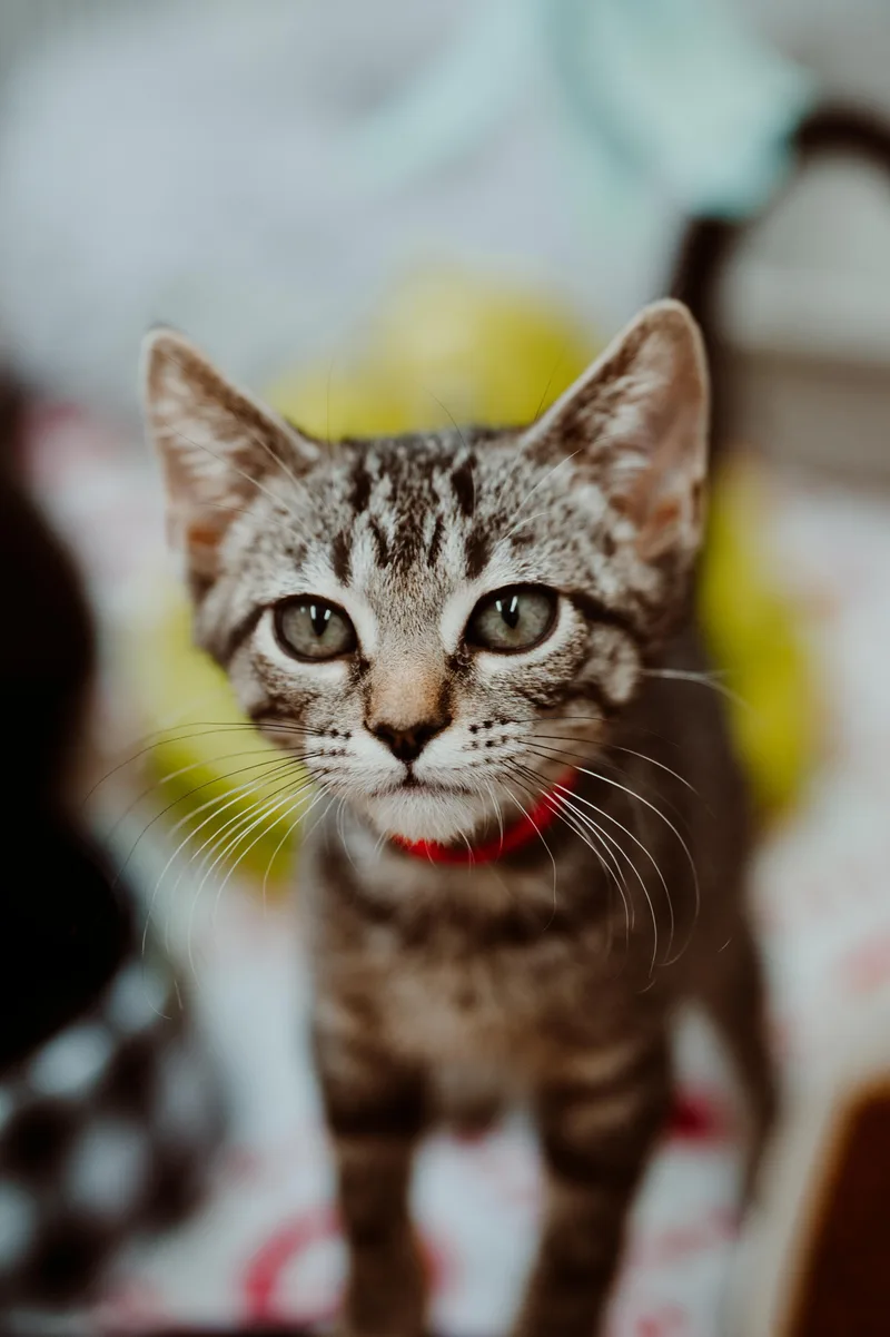 A baby small-sized male Tabby (Brown / Chocolate) Domestic Short Hair cat named Plucky for adoption in Le Mars, IA