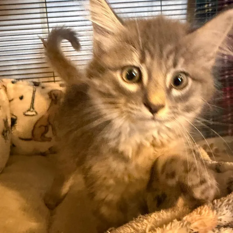 A baby small-sized male Gray / Blue / Silver Domestic Medium Hair cat named Busch for adoption in Hanna City, IL