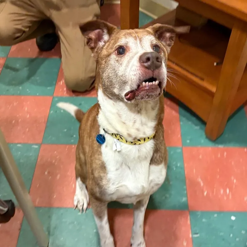 Jasper thumbnail 2