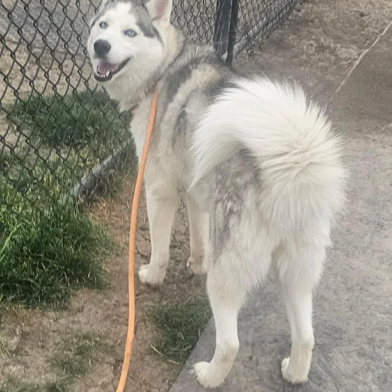 A young large-sized female Husky dog named Paloma for adoption in Minooka, IL