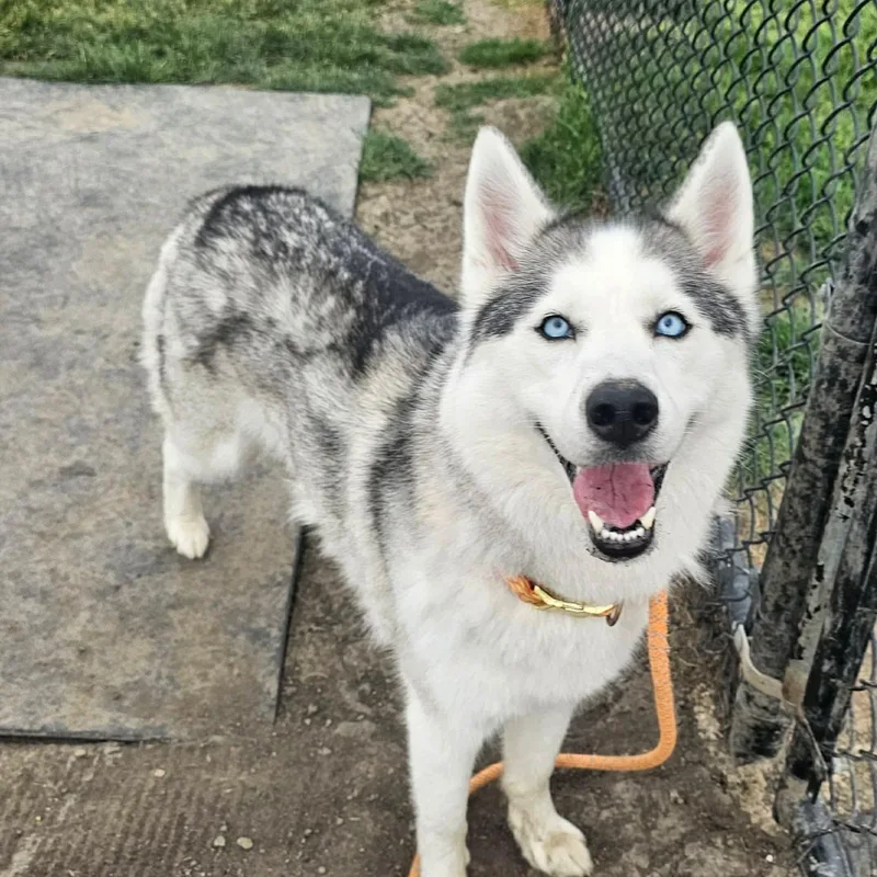 Paloma thumbnail 2