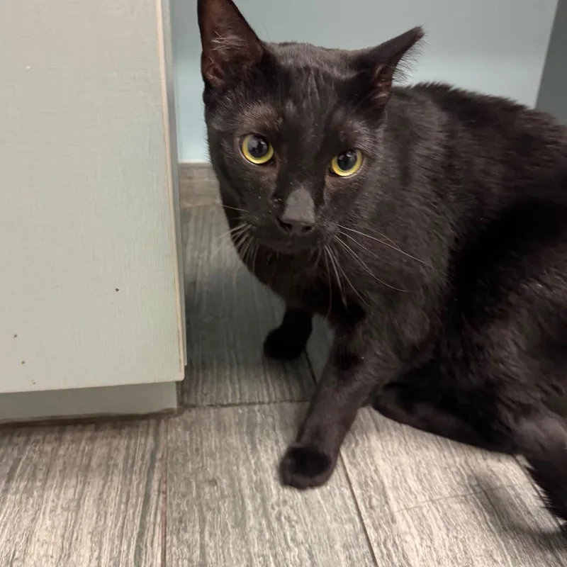 An adult extra large-sized male Domestic Short Hair cat named Poppi for adoption in Jacksonville, FL