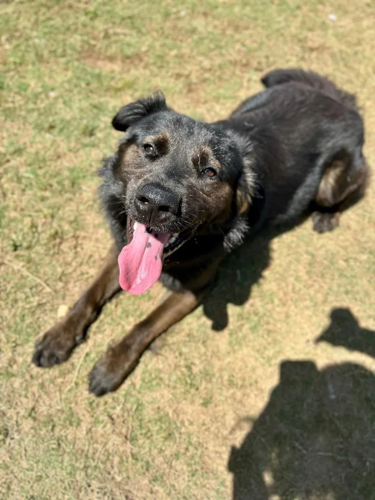 A young medium-sized male Shepherd dog named Ozark for adoption in East Ridge, TN