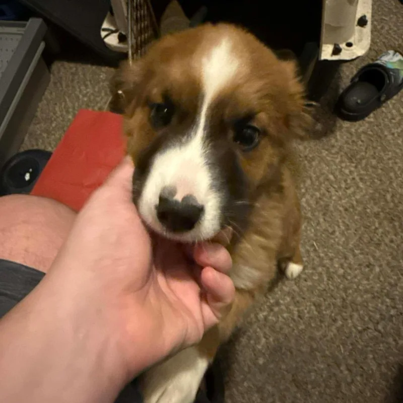 A young small-sized male Brown / Chocolate Australian Shepherd dog named Dennys for adoption in Farmersville, OH