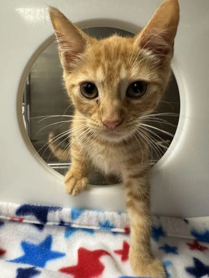 A young small-sized male Orange / Red Domestic Short Hair cat named Circus for adoption in Hilton Head Island, SC