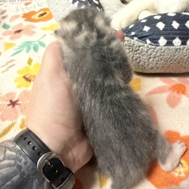 A baby small-sized male Gray / Blue / Silver Domestic Short Hair cat named Hickory Dickory for adoption in Marion, VA