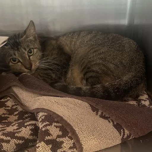 A young medium-sized female Brown / Chocolate Domestic Short Hair cat named London for adoption in Austin, TX