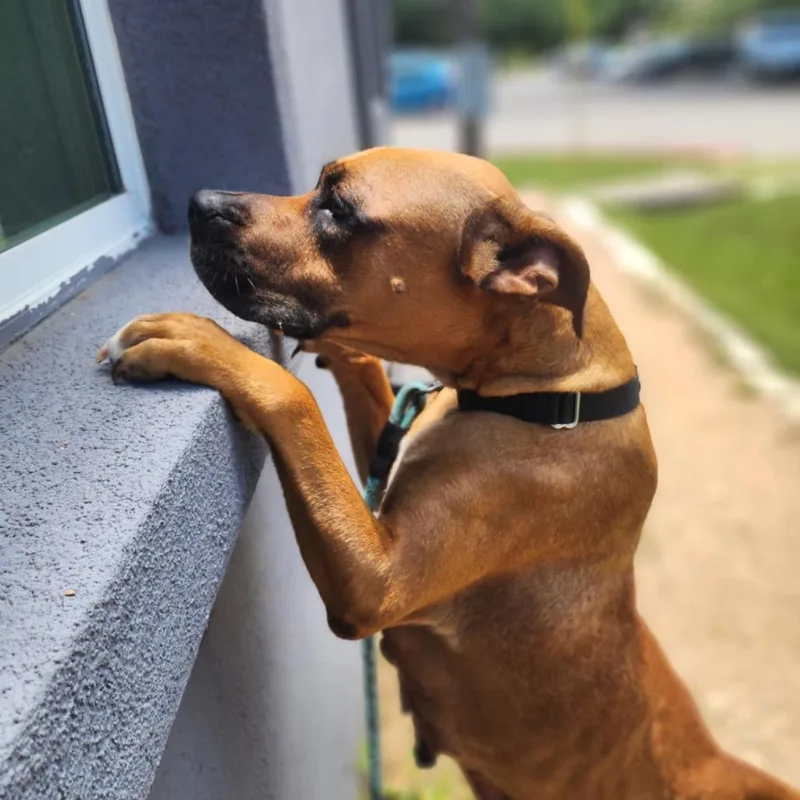 An adult medium-sized female Brown / Chocolate Boxer dog named Mildred for adoption in Austin, TX