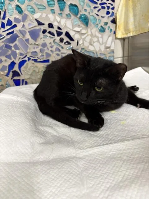 An adult medium-sized female Domestic Short Hair cat named Chole for adoption in Pensacola, FL